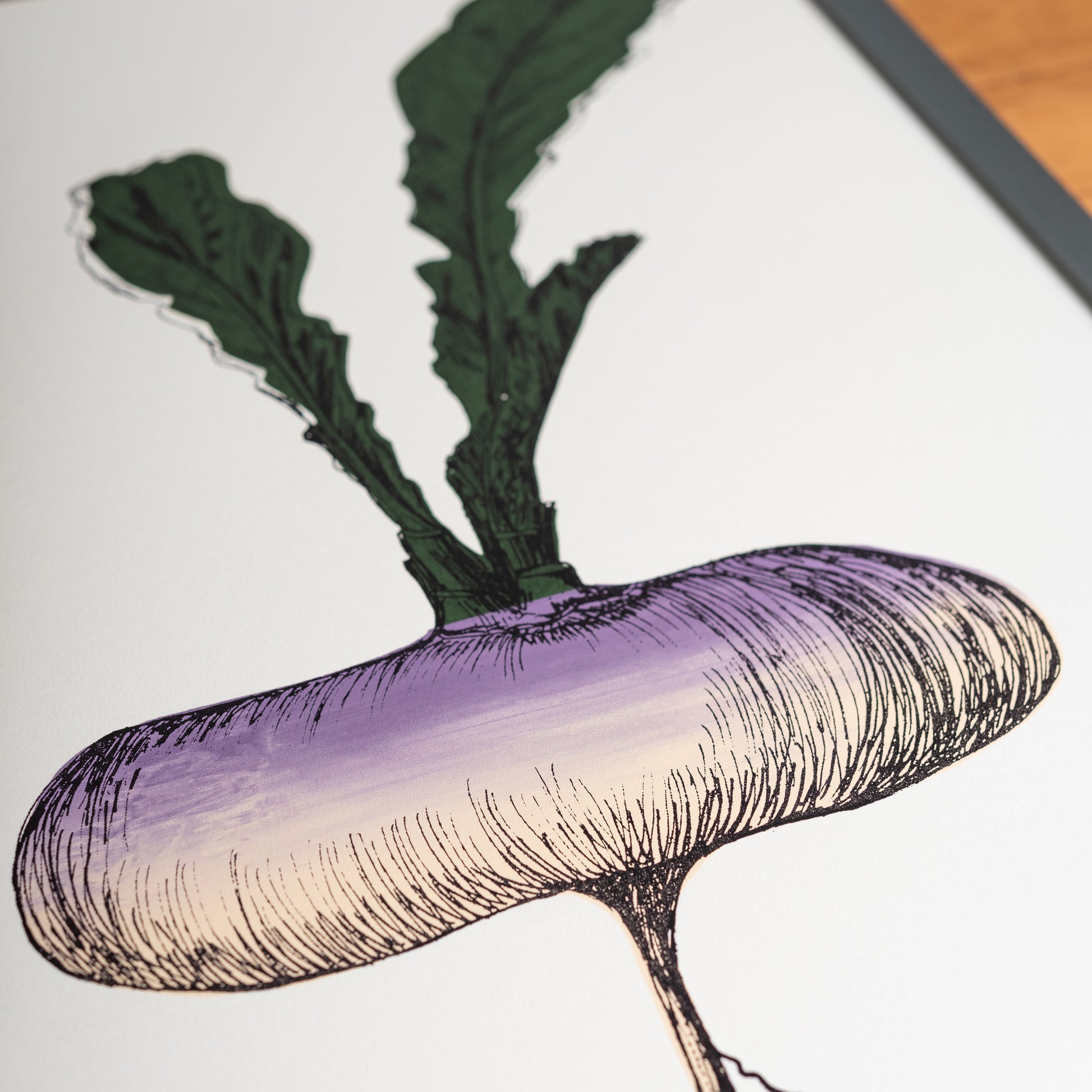 Purple Turnip vegetable print by Lottie Day – handmade silk screen art featuring Norfolk allotment-grown root vegetable illustration