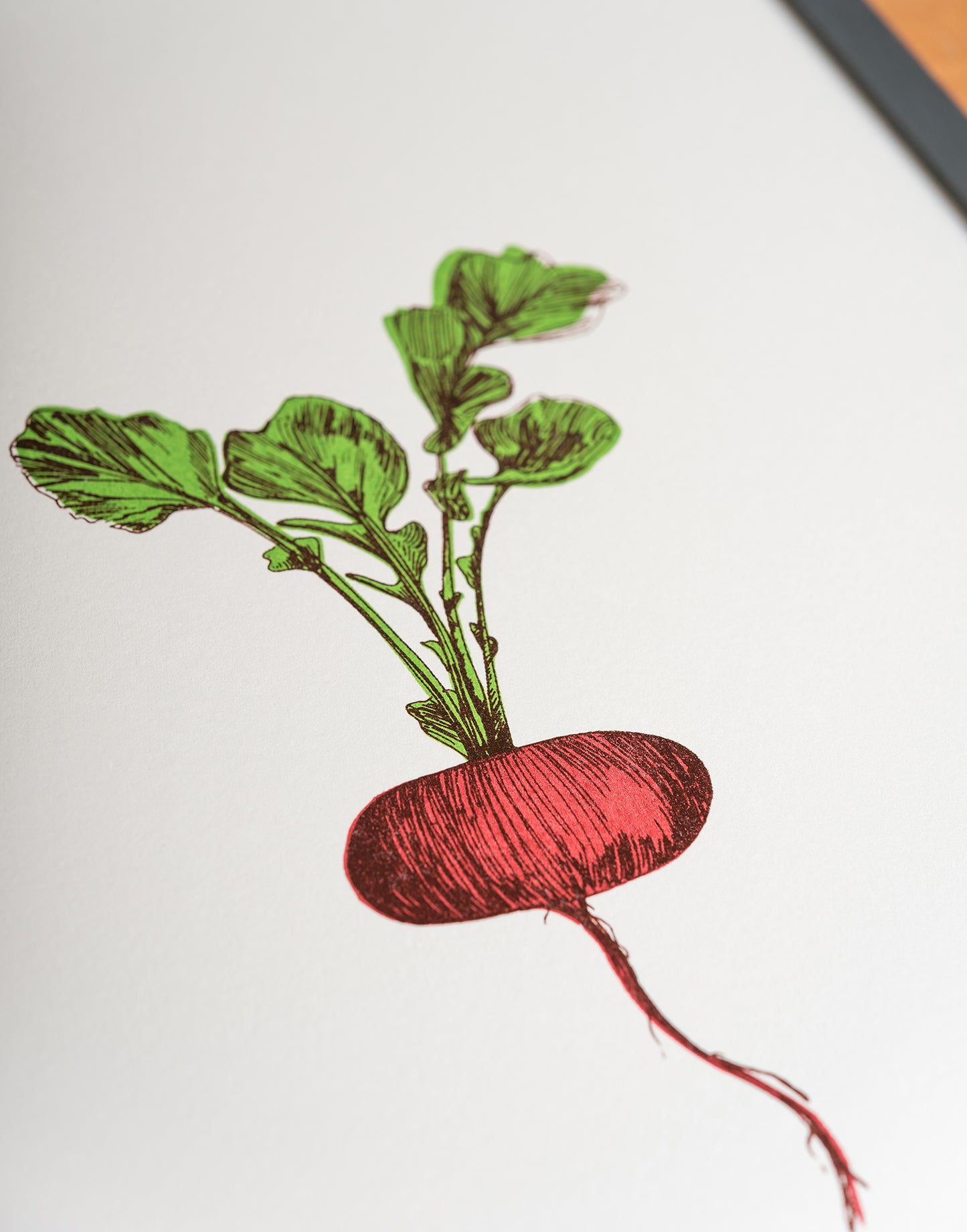 Radish vegetable art print by Lottie Day – limited edition silk screen print inspired by Norfolk allotment produce