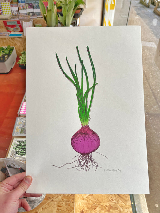 Red Onion - Artist Proof